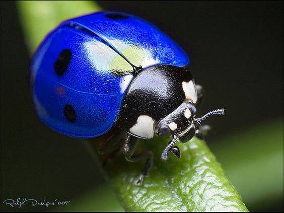 La coccinelle, un coléoptère méconnu - France Bleu